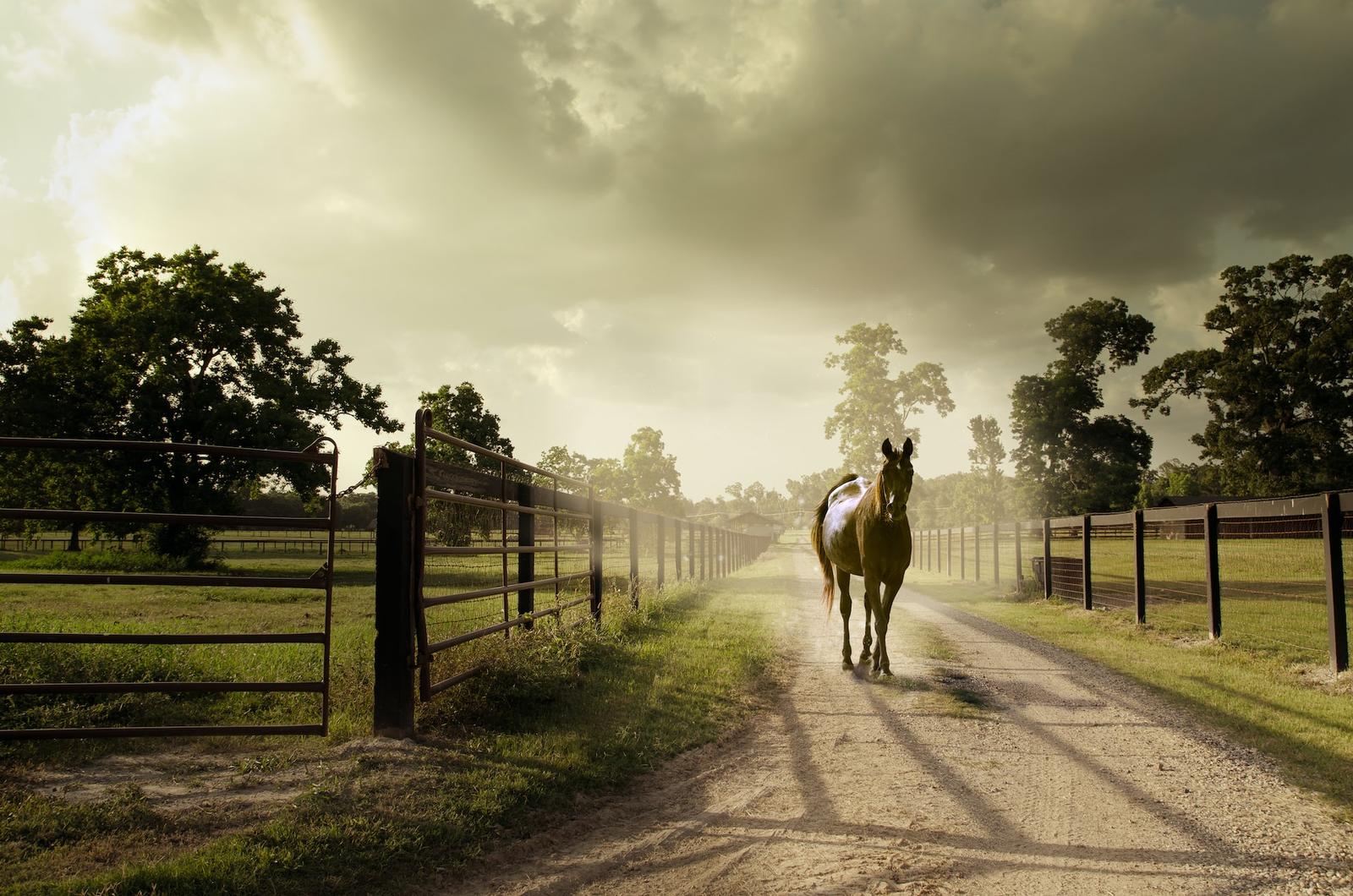Pferd auf einem Hofweg zwischen Weidezäunen im Morgenlicht