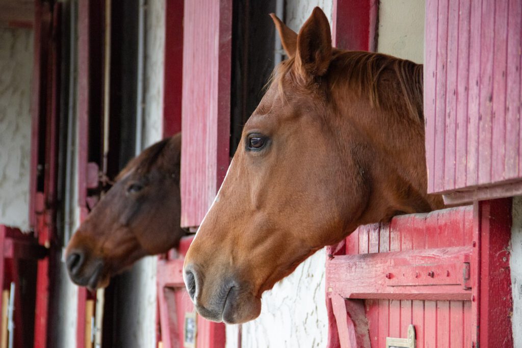 Pferde im Stall